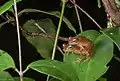 Raorchestes luteolus in amplexus at Agumbe