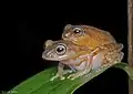 Pair in amplexus