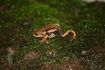 Dorsal view