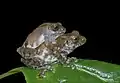 Raorchestes tuberohumerus in amplexus from agumbe