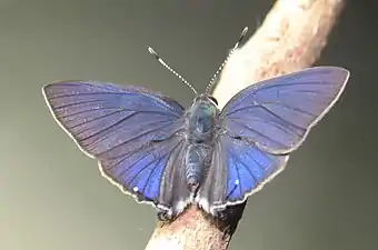 Dorsal view (male)