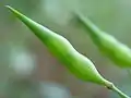 Indehiscent siliques of radish Raphanus sativus