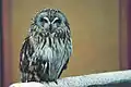 Asio, a short-eared owl