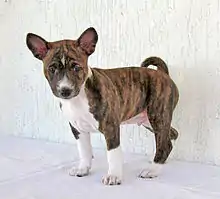 Image 4Basenji puppy (from Puppy)