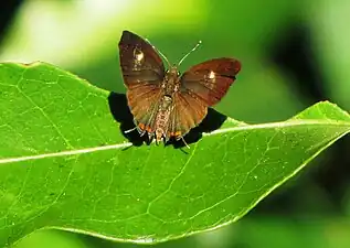 Dorsal view