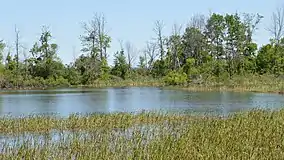 Photo of a Rattray Marsh in June