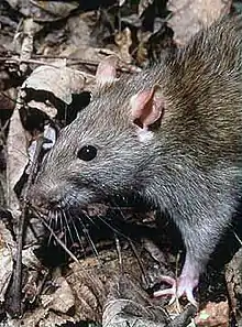 Brown rat (Rattus norvegicus)