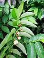 Leaves and fruits Sauropus androgynus