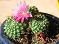 Rebutia ionantha