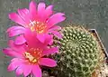 Rebutia violaciflora