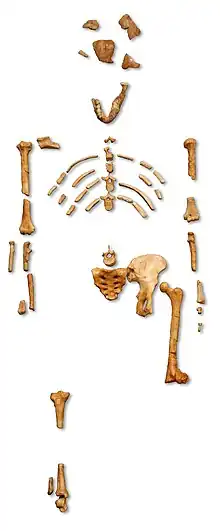 Reconstruction of the fossil skeleton of "Lucy" the Australopithecus afarensis