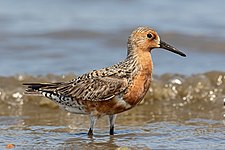 Red knot