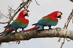 Red-and-green macaws