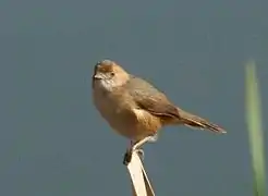 A red-faced cisticola on a piece of wood.