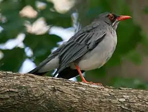 Zorzal de patas coloradas (Turdus plumbeus)