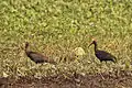 Red-naped ibis