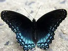 Red-spotted purple/white admiral