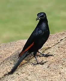 Male with caterpillar food item