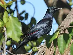 Male feeding in a Cape fig