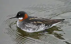 Red-necked phalarope