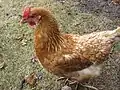 A red sex-link pullet