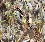 Lytta magister distributing pollen in the Anza-Borrego Desert State Park, California