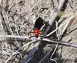 Lytta magister in the Anza-Borrego Desert State Park