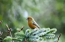 Red crossbill