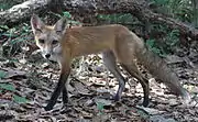 Vulpes vulpes fulvus