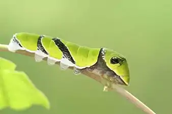 Larva