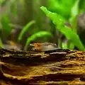 Red Rili