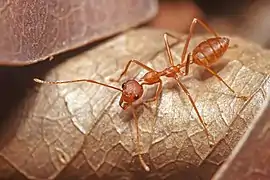 Model: Red weaver ant,Oecophylla smaragdina