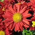 Red chrysanthemum