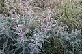 Judean viper's bugloss (Echium judaeum)