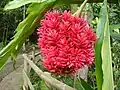 Branching Red Ginger flower in Guadeloupe ("Tahitian ginger")