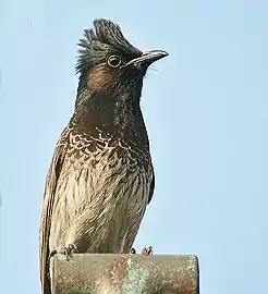 Underside of P. c. bengalensis