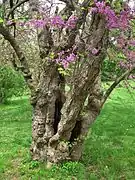 Redbud Tree, May 2015