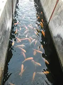 Red nile tilapia under the experiment (CLSU, Philippines.)