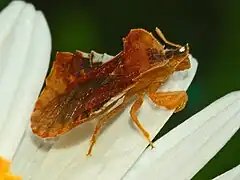 Female, lateral view