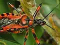 Rhynocoris rubricus