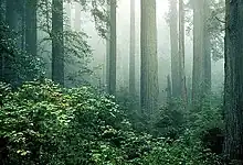 Sequoia sempervirens and Vaccinium ovatum in fog, in Redwood National Park, California