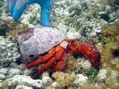 D. megistos at Northwest Hawaiian Islands