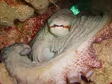 Close up of an octopus showing its eye and an arm with suckers