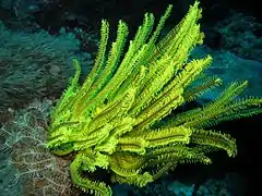 A yellow crinoid in Apo Reef