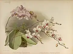 Illustration of Phalaenopsis × intermedia in Henry Sander's Reichenbachia II (1894)