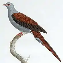 Illustration of great cuckoo-dove