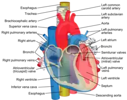 Diagram showing the esophagus passing behind the human trachea and heart.