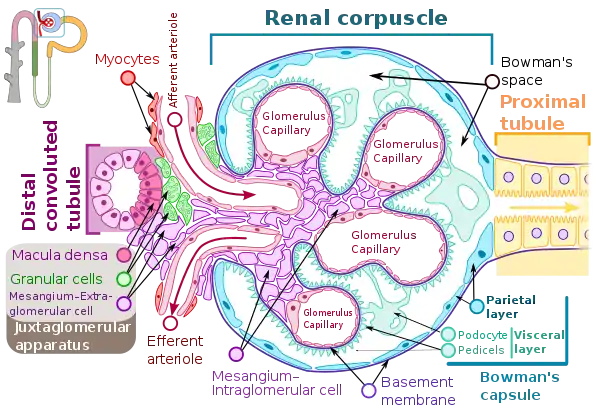 Renal corpuscle (glomerulus) showing glomular basement membrane.