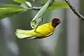 Resident adult male mangrove warbler S. p. bryanti, Quepos, Costa Rica