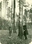 Lithuanian deportees extract resin near Irkutsk (1956).